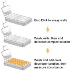 Epigentek Inc MethylFlash Global DNA Hydroxymethylation (5-hmC) ELISA Easy