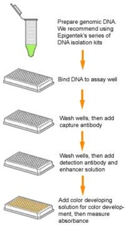 Epigentek Inc MethylFlash Hydroxymethylated DNA 5-hmC Quantification Kit