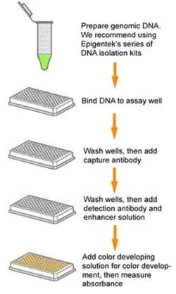 Epigentek Inc MethylFlash 5-Formylcytosine (5-fC) DNA Quantification Kit