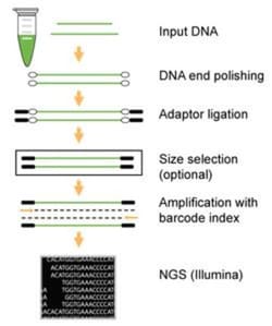 Epigentek Inc EpiNext NGS Barcode (Index) Set-12 (144 reactions), Quantity: