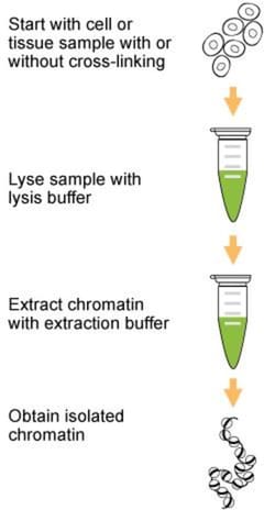 Epigentek Inc ChromaFlash Chromatin Extraction Kit (100 extractions), Quantity: