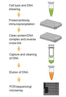 Epigentek Inc EpiQuik Chromatin Immunoprecipitation (ChIP) Kit (24 reactions),