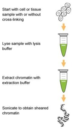 Epigentek Inc ChromaFlash Chromatin Isolation & Shearing Kit (100 preparations),