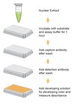 Epigentek Inc EpiQuik Histone Methyltransferase Activity/Inhibition Assay
