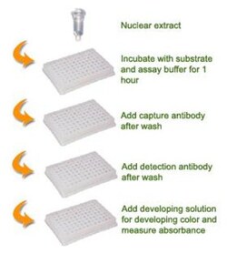 Epigentek Inc EpiQuik Histone Methyltransferase Activity/Inhibition Assay