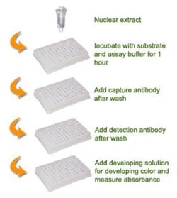 Epigentek Inc EpiQuik Histone Methyltransferase Activity/Inhibition Assay