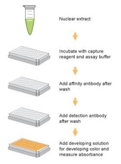 Epigentek Inc EpiQuik Dnmt3A Assay Kit (96 assays), Quantity: Each of 1