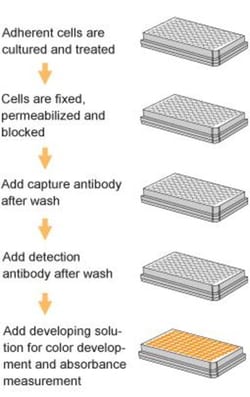 Epigentek Inc EpiQuik In Situ Histone H3K4 Methylation Assay Kit (96 assays)