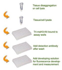 Epigentek Inc&nbsp;EpiQuik Global Tri-Methyl Histone H3K4 Quantification Kit (Fluorometric) (96 assays)