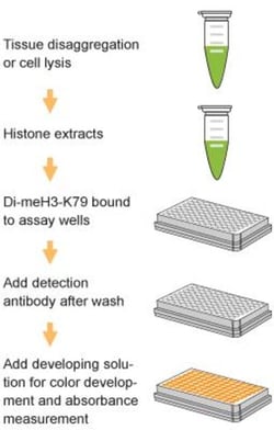 Epigentek Inc EpiQuik Global Di-Methyl Histone H3K79 Quantification Kit