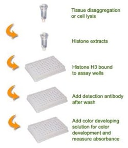 Epigentek Inc EpiQuik Total Histone H3 Quantification Kit (Colorimetric)