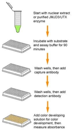 Epigentek Inc Epigenase JMJD3/UTX Demethylase Activity/Inhibition Assay Kit (Colorimetric) (48 assays)
