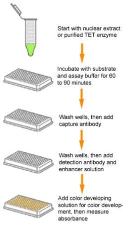 Epigentek Inc Epigenase 5mC-Hydroxylase TET Activity/Inhibition Assay Kit