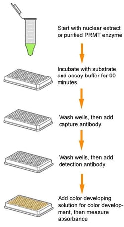 Epigentek Inc Epigenase PRMT Methyltransferase (Type II-Specific) Activity/Inhibition Assay Kit (Colorimetric) (48 assays)