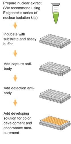 Epigentek Inc EpiQuik HDAC Activity/Inhibition Assay Kit (Colorimetric)