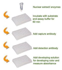 Epigentek Inc EpiQuik HAT Activity/Inhibition Assay Kit (96 assays)