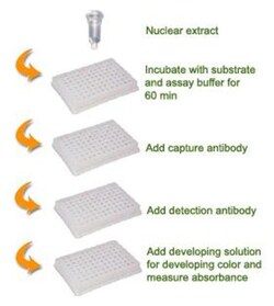 Epigentek Inc EpiQuik HDAC1 Assay Kit (Colorimetric) (96 assays)