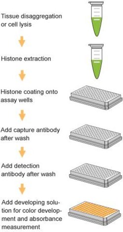 Epigentek Inc EpiQuik Global Histone H4 Acetylation Assay Kit (96 assays)