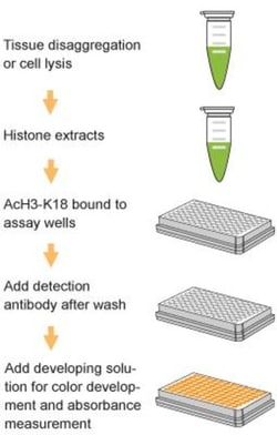 Epigentek Inc EpiQuik Global Acetyl Histone H3K18 Quantification Kit (Colorimetric)