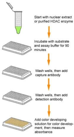 Epigentek Inc Epigenase HDAC Activity/Inhibition Direct Assay Kit (Colorimetric)
