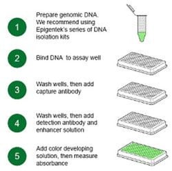 Epigentek Inc EpiQuik 8-OHdG DNA Damage Quantification Direct Kit (Colorimetric)