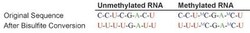 Epigentek Inc Methylamp RNA Bisulfite Conversion Kit (50 reactions), Quantity: