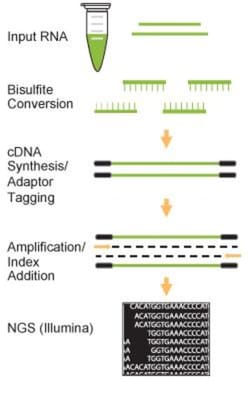 Epigentek Inc EpiNext 5-mC RNA Bisulfite-Seq Easy Kit (Illumina) (24 reactions),