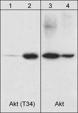 ECM Bioscience Akt (N-terminal region) Mouse Monoclonal Antibody, ECM Biosciences,