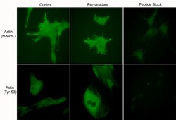 ECM Bioscience Actin (N-terminal region) Rabbit Polyclonal Antibody, ECM