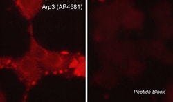ECM Bioscience Arp3 (C-terminal region) Rabbit Polyclonal Antibody, ECM