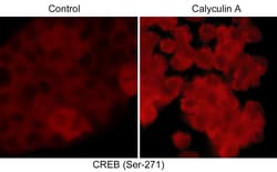 ECM Bioscience CREB Phospho-Regulation Antibody Sampler Kit, ECM Biosciences,