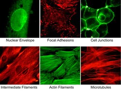 ECM Bioscience Cell Structure Labeling Immunocytochemistry Kit, ECM Biosciences,