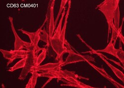 ECM Bioscience CD63 (Extracellular region) Mouse Monoclonal Antibody, ECM