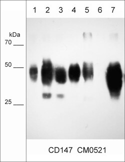 ECM Bioscience CD147/Emmprin/Basigin (Extracellular region) Mouse Monoclonal