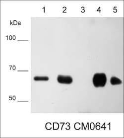 ECM Bioscience CD73/NT5E Mouse Monoclonal Antibody, ECM Biosciences, Quantity: