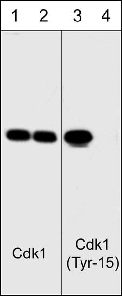 ECM Bioscience Cdk1 (Tyr-15)[conserved site], phospho-specific Mouse Monoclonal