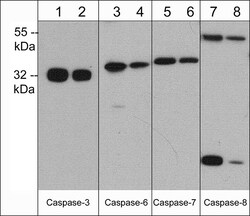 ECM Bioscience Caspase-6 (C-terminal region) Mouse Monoclonal Antibody,