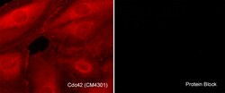 ECM Bioscience Caspase-8 (C-terminal region) Mouse Monoclonal Antibody,
