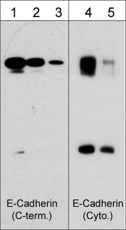 ECM Bioscience N-Cadherin (a.a. 853-864)[E-Cadherin (a.a. 828-839)] Rabbit