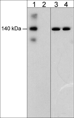 ECM Bioscience N-Cadherin (Y860)[E-Cadherin (Y835)], phospho-specific Rabbit