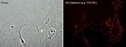 ECM Bioscience CRMP2 (Ser-522), phospho-specific Rabbit Polyclonal Antibody,