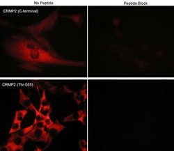 ECM Bioscience VE-Cadherin (a.a.770-781) Rabbit Polyclonal Antibody, ECM
