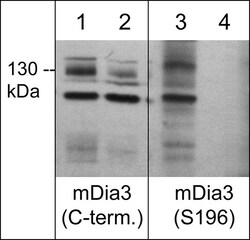 ECM Bioscience mDia Phospho-Regulation Antibody Sampler Kit, ECM Biosciences,