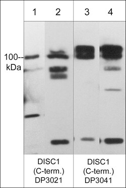 ECM Bioscience DISC1 Phospho-Regulation Antibody Sampler Kit, ECM Biosciences,