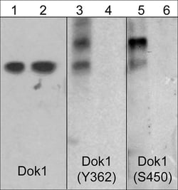 ECM Bioscience Dok1 (Tyr-362)[Dok2 (Tyr-337)], phospho-specific Rabbit
