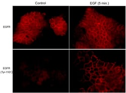 ECM Bioscience EGFR Phospho-Regulation Antibody Sampler Kit, ECM Biosciences,