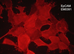 ECM Bioscience EpCAM (Extracellular region) Mouse Monoclonal Antibody,