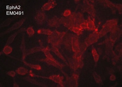 ECM Bioscience EphA2 (Extracellular region) M049 Mouse Monoclonal Antibody,