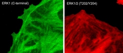 ECM Bioscience ERK1 (Thr-202/Tyr-204)[conserved], phospho-specific Mouse