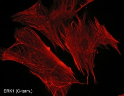 ECM Bioscience ERK1 (C-terminal region) Mouse Monoclonal Antibody, ECM
